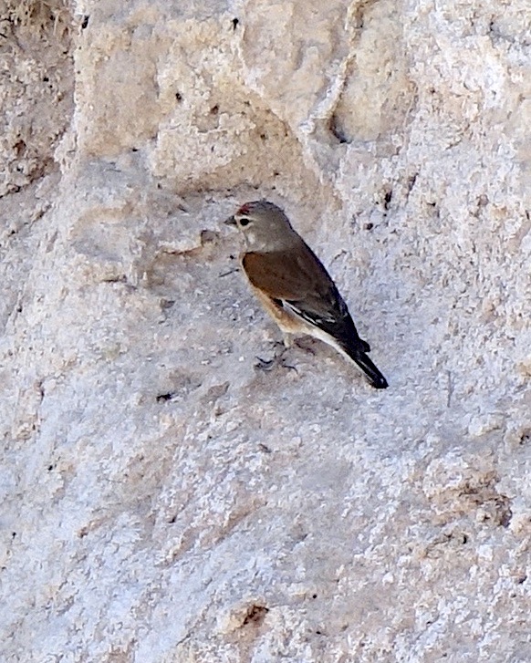 linnet Turk